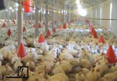 امکان‌سنجی -طرح توجیهی فنی اقتصادی- احداث واحد پرورش مرغ گوشتی